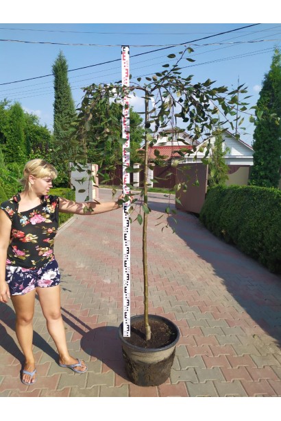 Яблуня гібридна Роял Б’юті / Яблуня плакуча Роял Б’юті - вис.1,6-1,9м/Вис. штамбу 1,5-1,8м/обхват стовбура 8-10см/Ø130-150см 